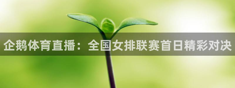 球皇看球在线
